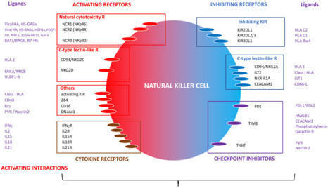 Hemato | Free Full-Text | Role and Modulation of NK Cells in Multiple Myeloma | Hematology | Scoop.it