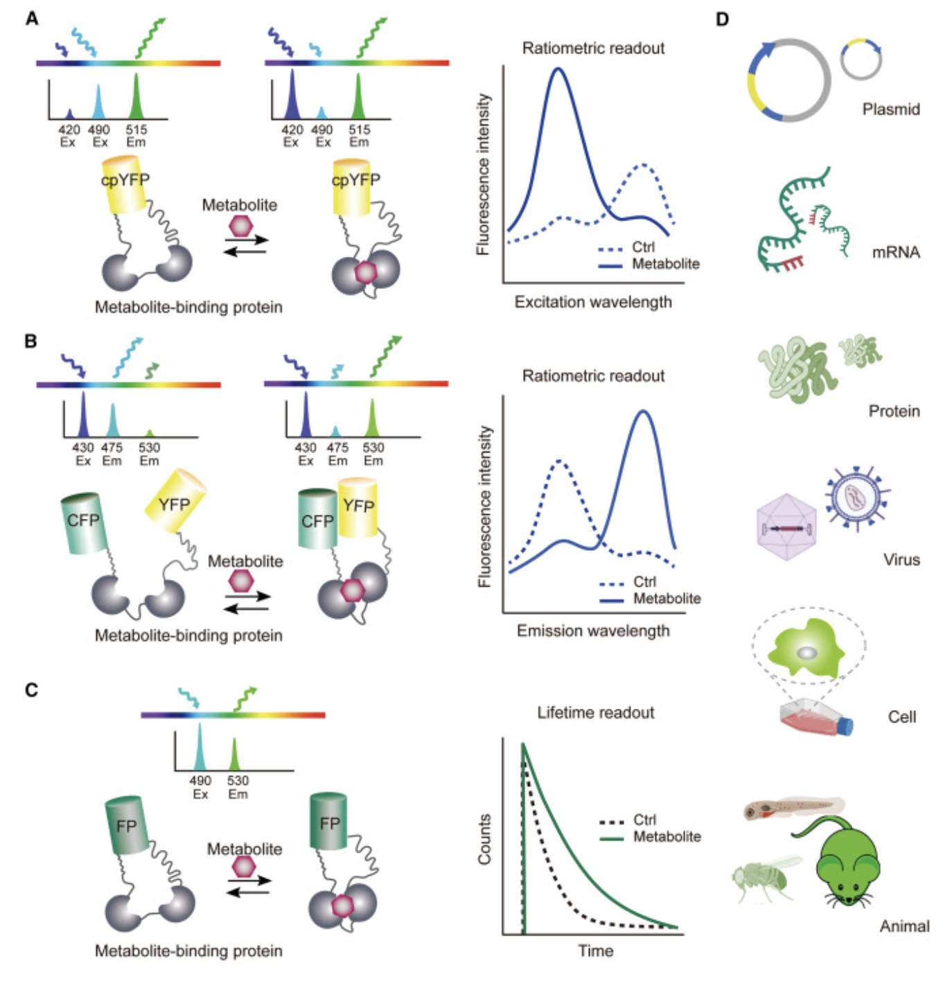 Elucidating the spatiotemporal dynamics of gluc...