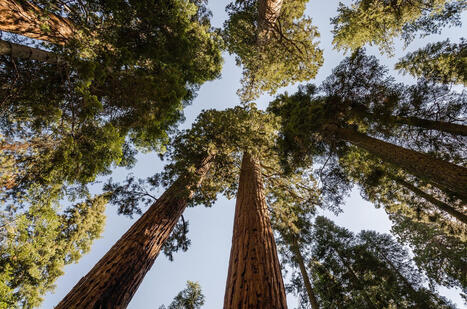 Un lien entre croissance et long&eacute;vit&eacute; des plantes - Thecno Science | Biodiversit&eacute; | Scoop.it