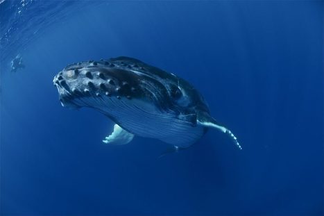 For better, faster ocean science, researchers look to the cloud &ndash;... | Open-Up Public Science! | Scoop.it