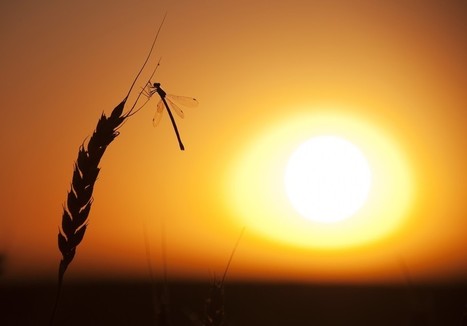 Insects Are In Serious Trouble | Health Supreme | Scoop.it