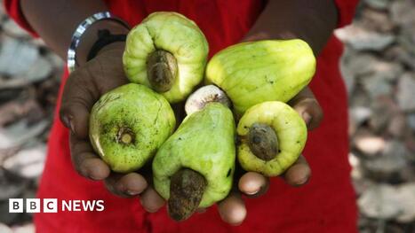 Ghana wants more for its cashews, but it's a tough nut to crack | International Economics: IB Economics | Scoop.it