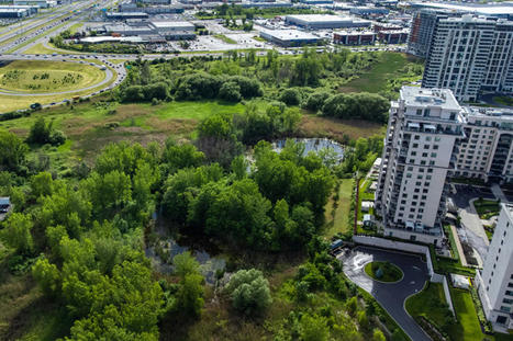 COP15 à Montréal | Les défis du Québec pour protéger la biodiversité | Ils parlent de nous ! | Scoop.it