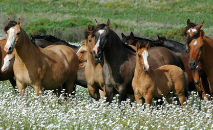 Comienza este jueves la 4ta Exposici&oacute;n de Caballos Criollos Chascomus | Caballo, Caballos | Scoop.it
