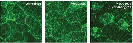 PLoS Pathogens: A Bacterial Acetyltransferase Destroys Plant Microtubule Networks and Blocks Secretion | Plants and Microbes | Scoop.it
