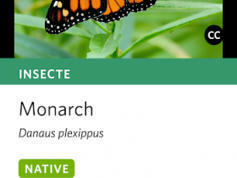 Télécharger Seek - Sciences, Éducation - Les Numériques | Insect Archive | Scoop.it