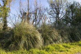 Herbe de la Pampa (Cortaderia selloana) | Biodiversité | Scoop.it