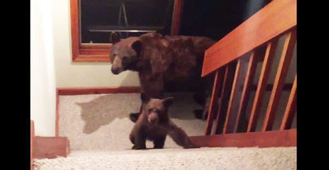 Mies tuli kotiin &ndash; j&auml;rkytt&auml;v&auml; n&auml;ky odotti keitti&ouml;ss&auml;! - Stara | 1Uutiset - Lukemisen t&auml;hden | Scoop.it