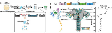 Structural basis for the assembly and translocation of the Vip1-Vip2 insecticidal toxin from Bacillus thuringiensis | Ncm | RMH | Scoop.it