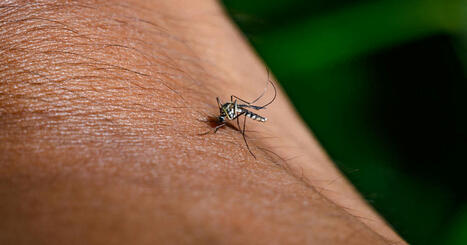 A la Réunion, une épidémie de chikungunya et un vaccin toujours pas remboursé | Variétés entomologiques | Scoop.it