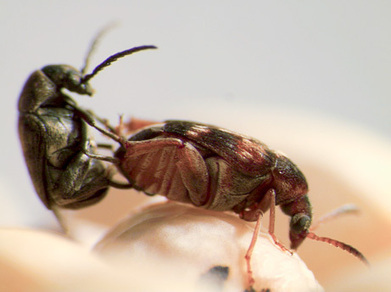 Galerie de membres, partie1: arthropodes | EntomoScience | Scoop.it