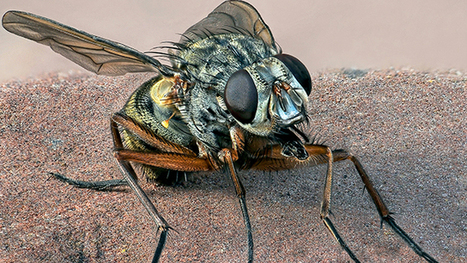 Expositions "Hyper Nature" et "Cicada" à Toulon | Variétés entomologiques | Scoop.it