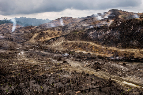 Major palm oil companies accused of ecocide, breaking ethical promises in Asia and Africa | BIODIVERSITY IS LIFE  – | Scoop.it