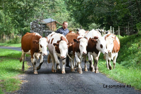 A quoi ressemblera la ferme laitière de Haute-Loire en 2034 ? | Economie de l'Elevage | Scoop.it
