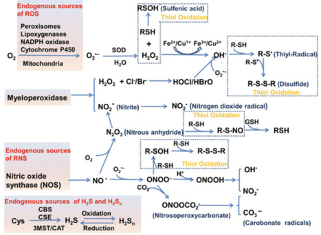 Cellular Redox Regulation and Fluorescence Imaging | Chem rev | RMH | Scoop.it