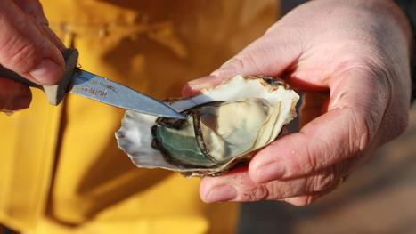 "On a constaté jusqu'à 60% de mortalité des huîtres" : les néfastes conséquences du réchauffement climatique sur les coquillages | Biodiversité | Scoop.it