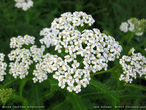 23 Medicinal Plants the Native Americans Used on a Daily Basis | South Dakota History | Scoop.it