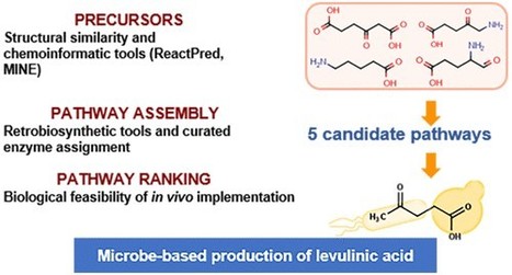 LEGOlizing Synthetic Pathways to Enable Microbial Production of Levulinic Acid | iBB | Scoop.it