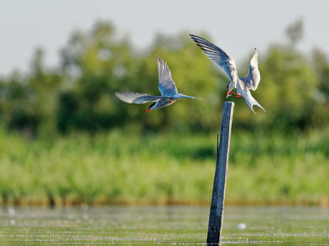 Le Cerema et l'OFB animent les observatoires territoriaux et régionaux de la biodiversité | Biodiversité | Scoop.it