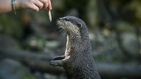 Vidéo: voici la première loutre dressée pour retrouver des personnes disparues en milieu aquatique | Biodiversité - @ZEHUB on Twitter | Scoop.it