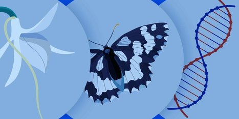 Remembering the Stories of Nature | Rainforest CLASSROOM | Scoop.it