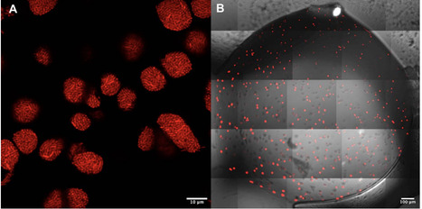 Effect of alginate encapsulation on growth and viability of polycyclic aromatic hydrocarbon-degrading bacteria varies by environment, species, and capsule design | brvbe | RMH | Scoop.it