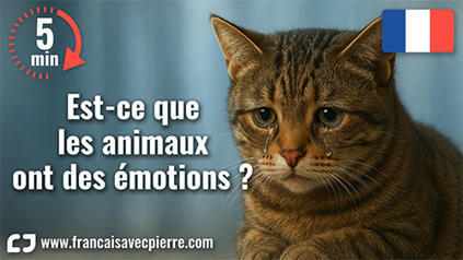 Est-ce que les animaux ont des émotions ? - 5 minutes de français | FLE CÔTÉ COURS | Scoop.it