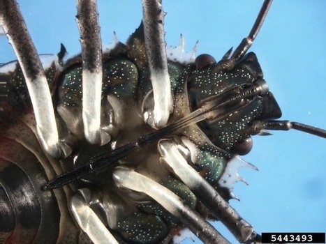 Alien Invasion: Stink Bugs Are Coming | EntomoNews | Scoop.it
