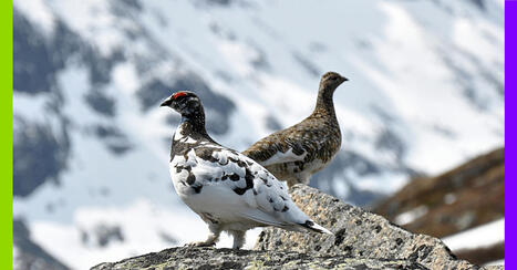 Chasse, avortement et fleuve : les 10 bonnes nouvelles | Plan&egrave;te DDurable | Scoop.it