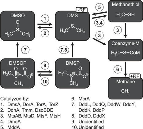 Microbial drivers of DMSO reduction and DMS-dependent methanogenesis in saltmarsh sediments | ISME | RMH | Scoop.it