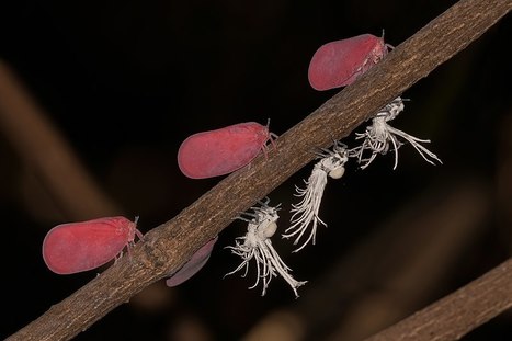 Sharp Photography : La transformation spectaculaire des cicadelles malgaches | Variétés entomologiques | Scoop.it