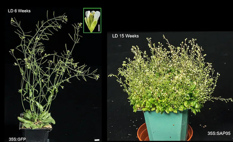 Medium:&nbsp;Bacterial hijack mechanism with biotech potential (2023) | Publications | Scoop.it