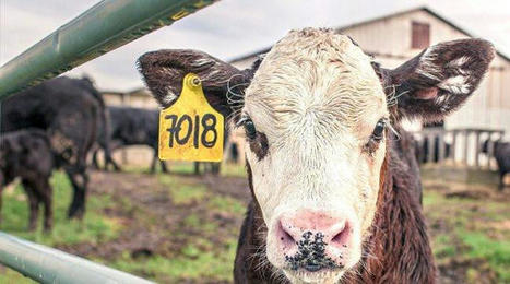 Bien-être animal : un label garantit au bétail de meilleures conditions de vie | Actualité Bétail | Scoop.it