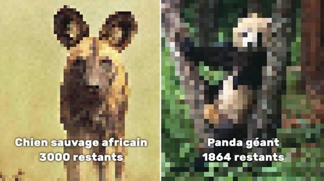 Ces photos sont pixelisées pour une raison glaçante : un pixel = un animal restant de l'espèce | Graphic design | Scoop.it