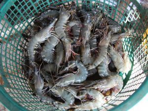 Violence and pollution stain Brazil's shrimp farming boom - Investigations - The Ecologist | MOVUS  Movement for a Sustainable Uruguay | Scoop.it