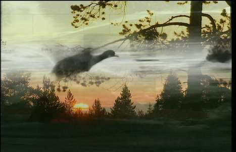 Mets&auml;n siimeksess&auml; | 1Uutiset - Lukemisen t&auml;hden | Scoop.it