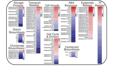 NKD Transcription Factors are Central Regulators of Maize Endosperm Development ($) | The Plant Cell | Scoop.it