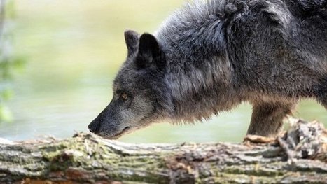 Un maire des Hautes-Alpes déclare la chasse au loup - France 3 Alpes | Biodiversité | Scoop.it