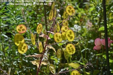 Gardening: The Wild-Garden | Names Of The Flowers | Lunaria annua | Hobby, LifeStyle and much more... (multilingual: EN, FR, DE) | Scoop.it