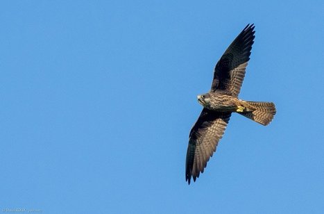 Les Faucons d'Éléonore chasseraient les passereaux à une hauteur moyenne de plus de 1 200 mètres | GREENEYES | Scoop.it