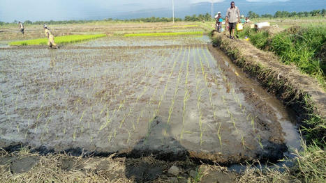 BURUNDI: Le Système de Riziculture Intensif (SRI): Une Aubaine pour les Riziculteurs | SRI Global News ++ March - May 2025    System of Rice Intensification (SRI) | Scoop.it