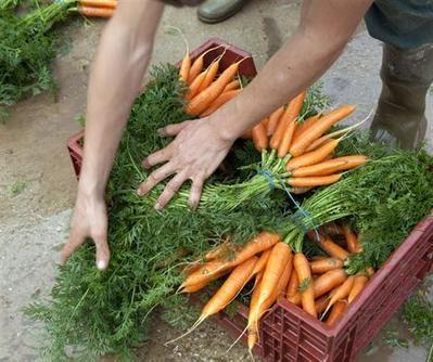 Coup d'arr&ecirc;t des conversions en agriculture bio - ouest-france.fr | Agriculture en Pays de la Loire | Scoop.it