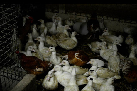 La Courneuve (93). L'abattoir de la honte démantelé | La Gazette des abattoirs | Scoop.it