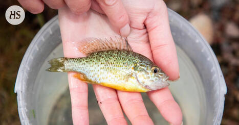 Espoo sai myrkytetty&auml; Nuuksion aurinkoahvenet | HS.fi | 1Uutiset - Lukemisen t&auml;hden | Scoop.it