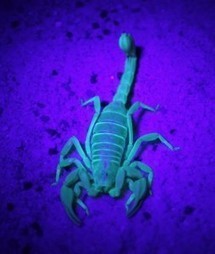 Une nouvelle esp&egrave;ce de scorpion est mise au jour au Nevada | EntomoNews | Scoop.it