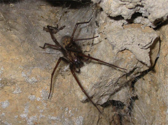 Idée reçue : une araignée m'a piqué dans mon lit ! | Variétés entomologiques | Scoop.it