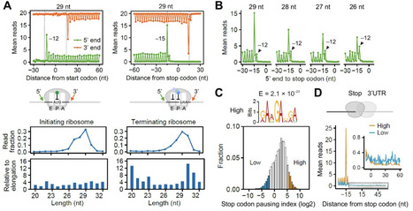 Profiling of terminating ribosomes reveals translational control at stop codons | eLife | RMH | Scoop.it