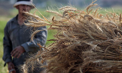 Egypt to hold price for local wheat steady | MED-Amin network | Scoop.it