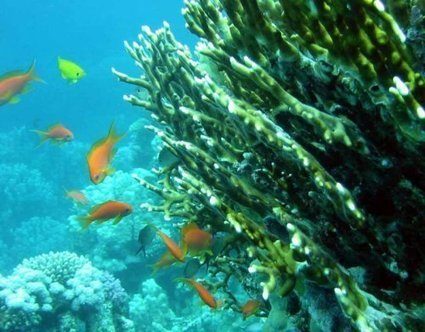 Le climat menace la sécurité alimentaire des îles du Pacifique | Toxique, soyons vigilant ! | Scoop.it