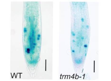 IN BRIEF: More than Window Dressing: Revealing 5-Methylcytocine Patterns that Decorate Arabidopsis RNA | The Plant Cell | Scoop.it